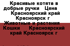 Красивые котята в добрые ручки › Цена ­ 10 - Красноярский край, Красноярск г. Животные и растения » Кошки   . Красноярский край,Красноярск г.